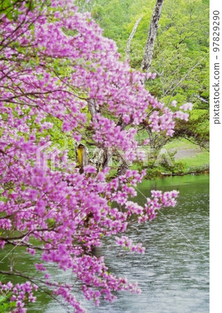 Togoku Mitsuba Azalea of Komari Izumi 97829290