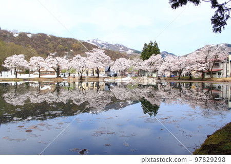 Uenohara Pine Pond and Cherry Blossom Trees Uenohara Pine Pond and Cherry Blossom Trees 97829298
