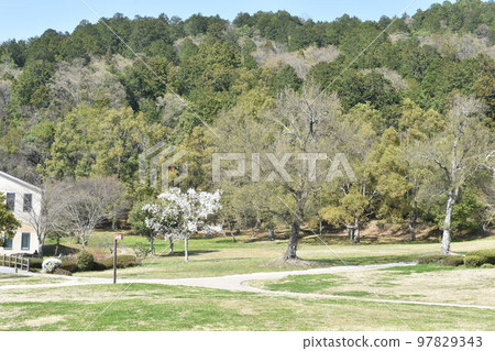 Spring full bloom Spring full bloom 97829343