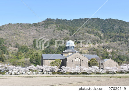 Spring in full bloom at Azuchi Castle Archaeological Museum Spring in full bloom at Azuchi Castle Archaeological Museum 97829349