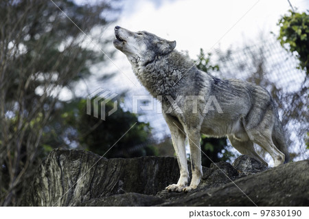 一隻狼在岩石上嚎叫 97830190