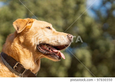 Labrador breed dog looking aside in a park Labrador breed dog looking aside in a park 97830350