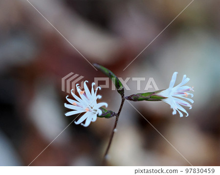 有熊的風景 97830459