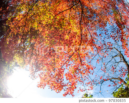Vivid autumn foliage captured with a diagonal fisheye lens Vivid autumn foliage captured with a diagonal fisheye lens 97830835