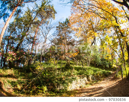 Vivid autumn foliage captured with a diagonal fisheye lens 97830836