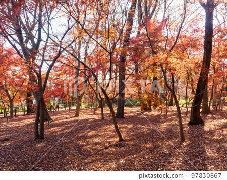 Vivid autumn foliage captured with a diagonal fisheye lens Vivid autumn foliage captured with a diagonal fisheye lens 97830867