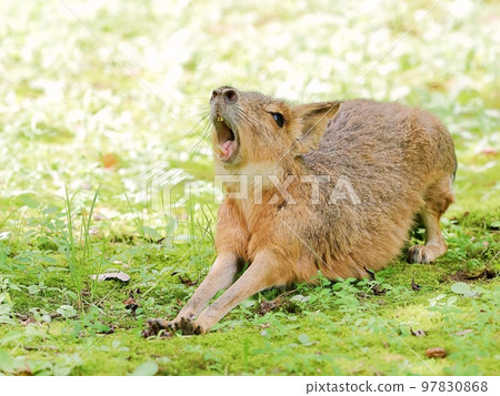 Mara stretching with her mouth open Mara stretching with her mouth open 97830868