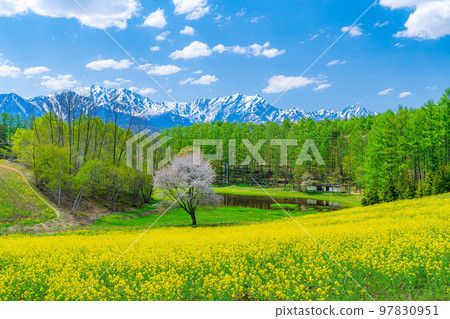 [春天的材料]春天的中山高原，油菜花，櫻花和北阿爾卑斯山[長野縣] 97830951