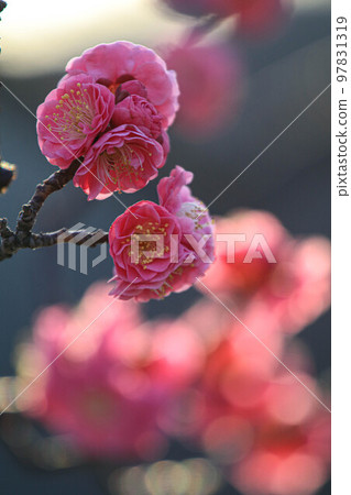 Maizuru Park的紅梅 97831319