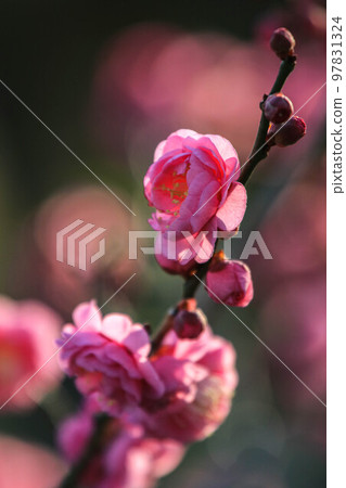 Maizuru Park的紅梅 97831324