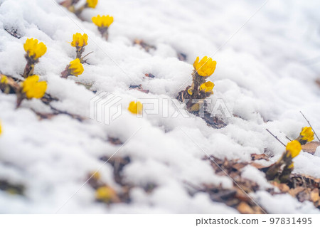 [花材]從雪中窺視的阿多尼斯·普里恩斯[長野縣] 97831495