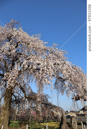 Weeping cherry blossoms in full bloom spreading their lower branches against the blue sky Ankokuji, Mito City Weeping cherry blossoms in full bloom spreading their lower branches against the blue sky Ankokuji, Mito City 97831506