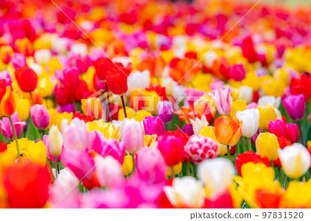 [Flower material] A field of tulips [Nagano Prefecture] 97831520