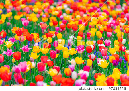 [Flower material] A field of tulips [Nagano Prefecture] 97831526