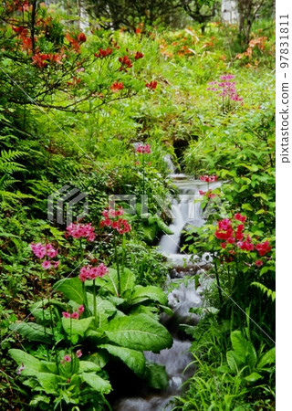 八千穗高原的花園 八千穗高原的花園 97831811