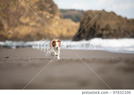Kooikerhondje 冬天在沙灘上快樂地奔跑 97832100