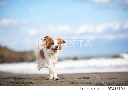 Kooikerhondje runs happily on the beach in winter 97832104