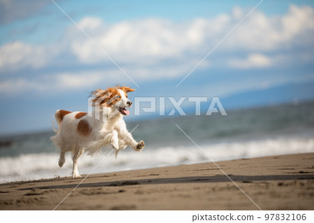 Kooikerhondje runs happily on the beach in winter 97832106