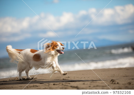 Kooikerhondje runs happily on the beach in winter Kooikerhondje runs happily on the beach in winter 97832108
