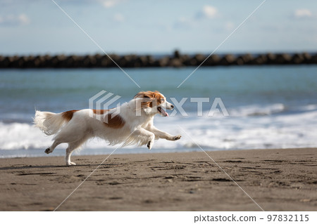 Kooikerhondje 冬天在沙灘上快樂地奔跑 Kooikerhondje 冬天在沙灘上快樂地奔跑 97832115