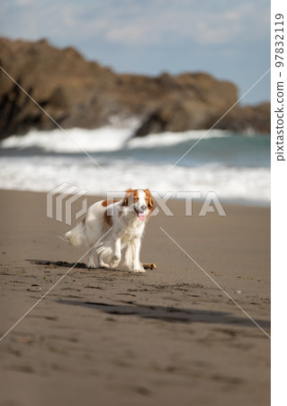 Kooikerhondje 冬天在沙灘上快樂地奔跑 97832119
