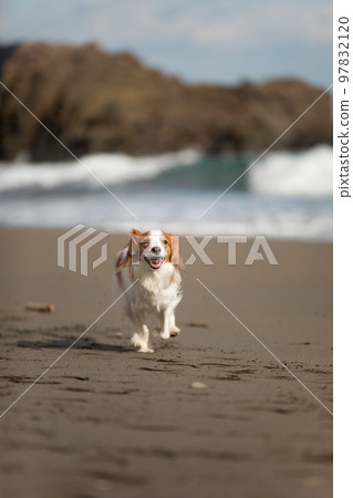 Kooikerhondje 冬天在沙灘上快樂地奔跑 97832120