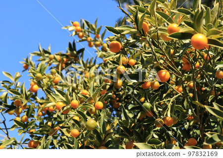 A lot of kumquat fruit 97832169