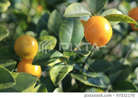 Kumquat fruit taken close-up 97832170
