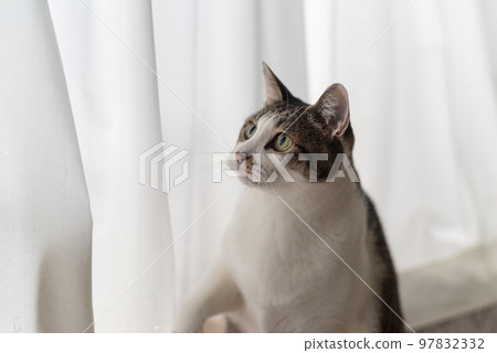 盯著野雞的貓 盯著野雞的貓 97832332