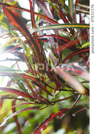 Kumejima Plant with red leaves 97832376