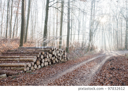 Forest path through a frost forest with frosted leaves on the ground and a trees lying down 97832612
