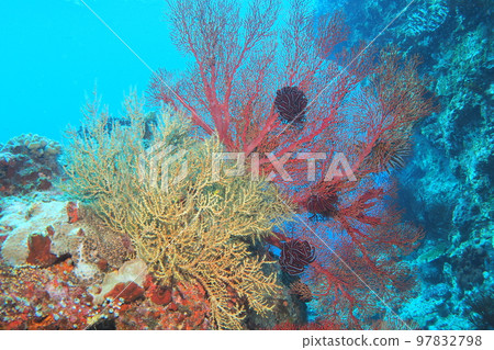 Isobana red yellow underwater photograph 97832798