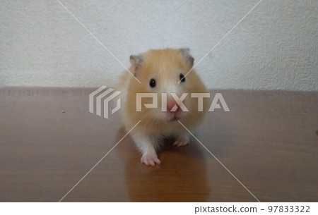 Cute little girl with golden hamster long hair 97833322
