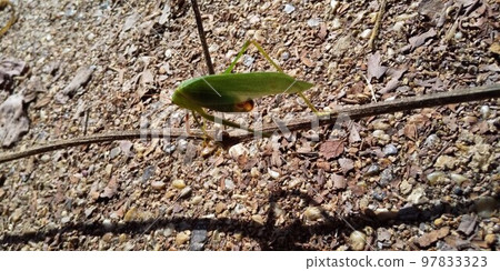 Autumn insects 97833323