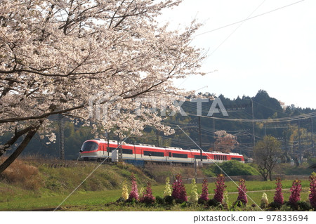 A limited express train on the Kintetsu Osaka Line runs past cherry blossoms in full bloom 97833694