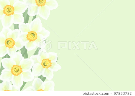 淡綠色的水仙花框 97833782
