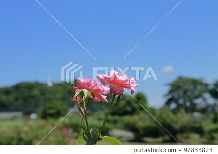 荒尾市少女公民花壇玫瑰花, 荒尾市少女公民花壇玫瑰花, 97833823