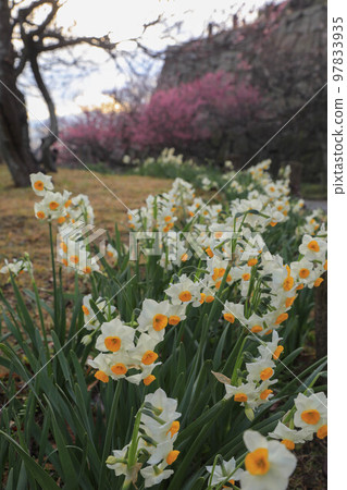 水仙花和梅花盛開的舞鶴公園 97833935