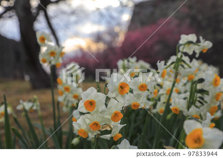 水仙花和梅花盛開的舞鶴公園 97833944