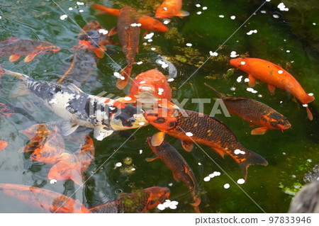 鯉魚 鯉魚 97833946