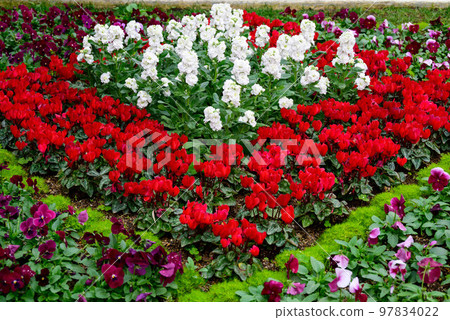 Cyclamen Cyclamen 97834022