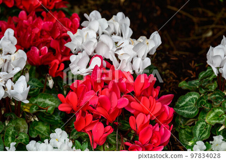 Cyclamen Cyclamen 97834028