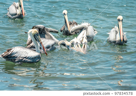 pelicans compete for food in ocean water 97834578