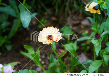 Flowers Flowers 97834829