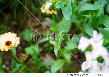 Flower bud Flower bud 97834830