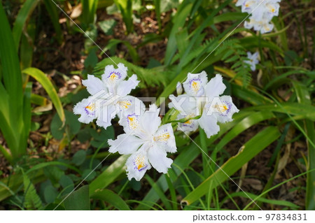Small flowers Small flowers 97834831