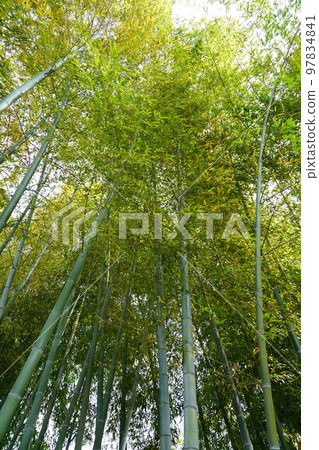 竹林 竹林 97834841