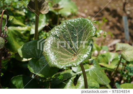 Green Green 97834854