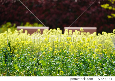Spring 97834874