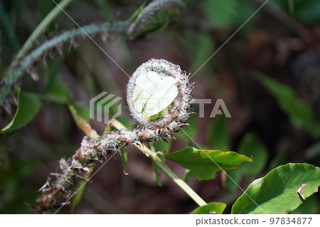 Plant Plant 97834877